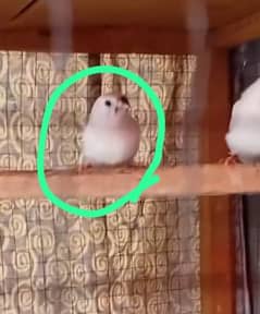 Zebra Finch looking for a new shelter