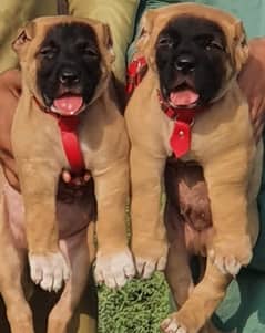 Turkish kangal |Turkish kangal puppy | Turkish kangal dog | Turkish