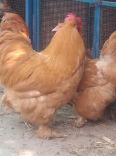 golden buff and black buff