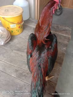 lakha aseel high quality