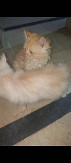 passion cat double coated