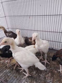 Heera Aseel chicks/ Aseel Quality pair