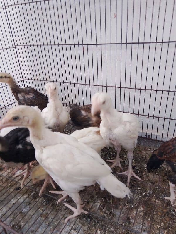 Heera Aseel chicks/ Aseel Quality pair 0