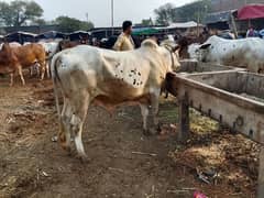 Cattle and cow for Qurbani