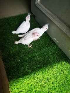 Beautiful cockatiel Eno red eyes teamed parrots
