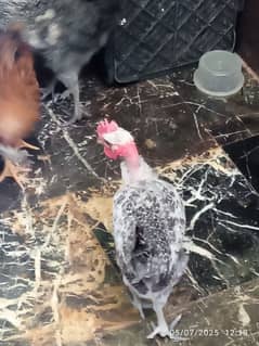Desi home Hens 50 days