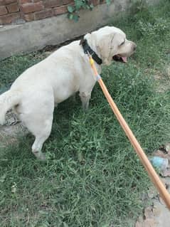 Labrador
