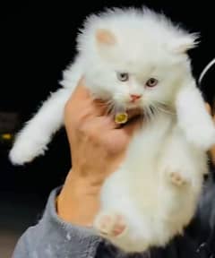 Parisian triple kittens for WhatsApp. 03463649736