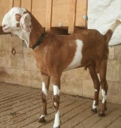 Bakra for sale