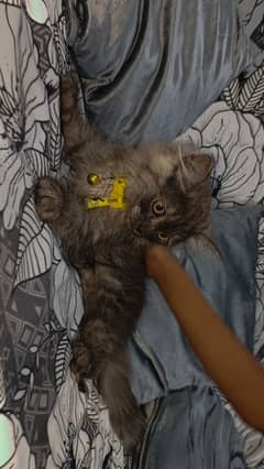 Persian male kitten for sale