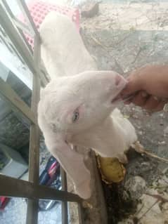 White bakri with female gulabi baby