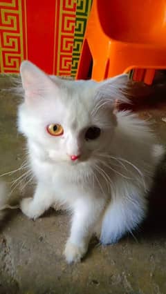Persian Triple Coat
