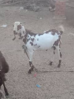 qurbani 2025 ke liye 8 bakre