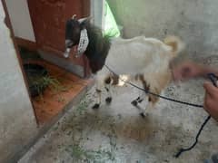 Bakra for sale