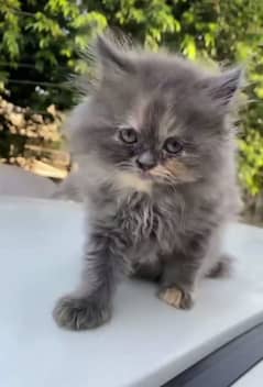 Parisian triple kittens for WhatsApp. 03463649736