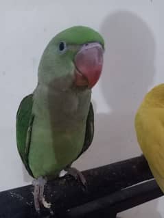 green parrot near to self