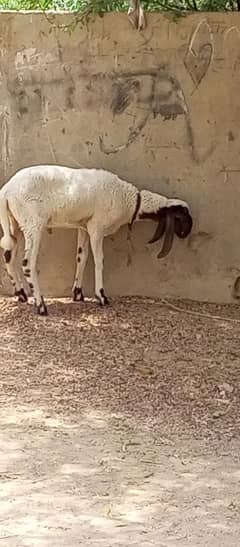 dunmba