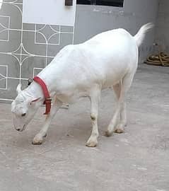 Qurbani lover 2025
