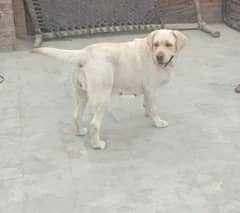dono