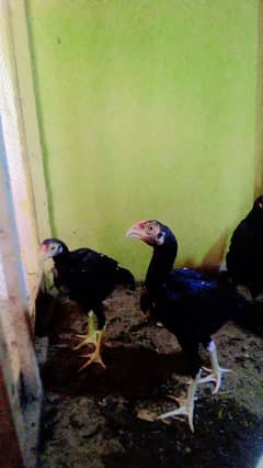 Aseel Mianwali | Austerlop | Golden Misri | Fertile Eggs