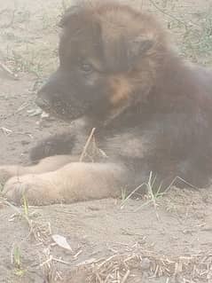 GSD for sale long cot