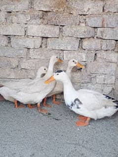 Ducks Breeder Set With Chicks
