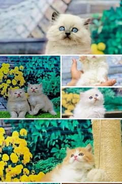 Parisian triple kittens for WhatsApp. 03463649736