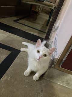 Persian Cat Litter Train Male