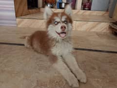 Top quality long coat Siberian husky for sale