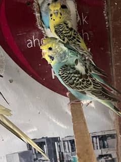 Budgie and hogoromos for sell