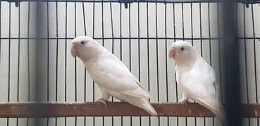 parrot