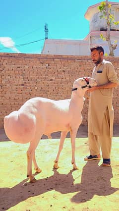 Sheep | Dumba | Balkhi Dumba | Goat | Bkra |  (دن٘بَہ) | For Sale
