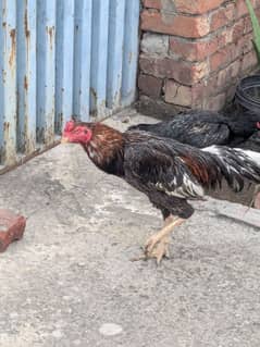 aseel jora for sale full active