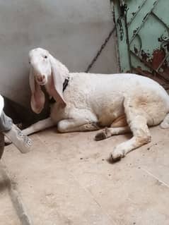 Pure Larkana Dumba age 11 month Healthy and Active Ghar ka Pala hua h
