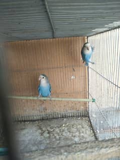 rosicoli lovebirds