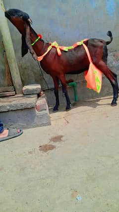 Nagari bakri doodh wali