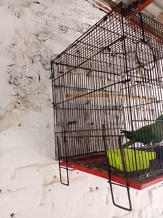 cage for parrot