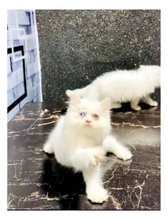 Female kitten-blue eyes-persian cat
