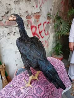 TOP QUALITY THAI CROSS PATTHI long tail