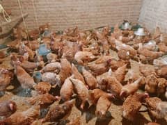 lohman brown Egg lying hen's Available