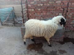 qurbNi animals