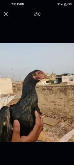 aseel Thai female for sale