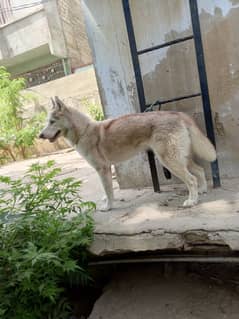 Siberian