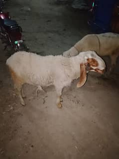 mashallah bohat hi ache chtre he