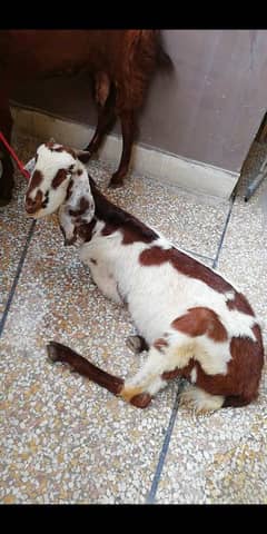 Bakra for sale