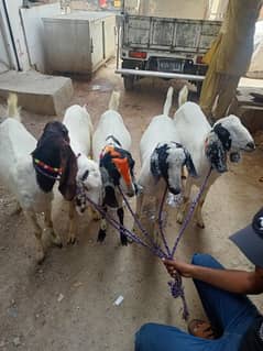tapra 2 daat khassi bakra available