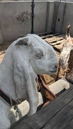 rajanpuri bakri for sale