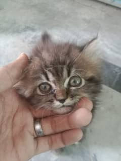 Persian kitten