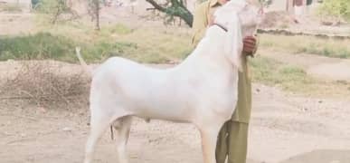 Rajanpuri