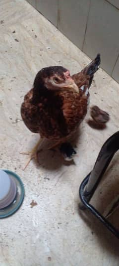 Aseel Eggs Laying Murghi / Kurak Murghi Aseel / Aseel Murghi